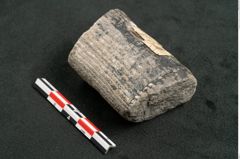 Foto (Seitenansicht) von Calamites communis Ettingshausen (NHMW-GEO-2024-0188-10958)
